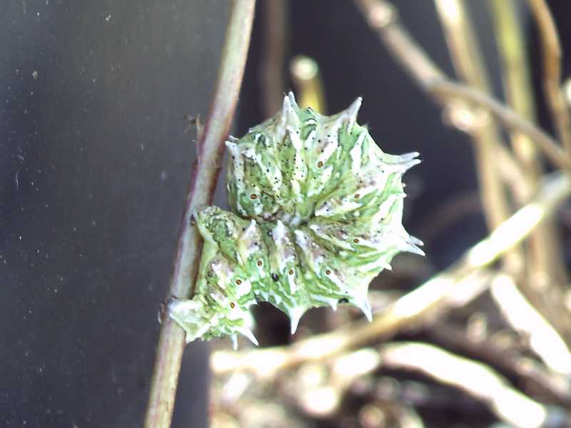 da determinare - Apochima flabellaria